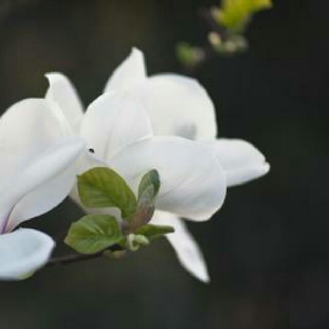 智慧父母 每天朗读文听书网