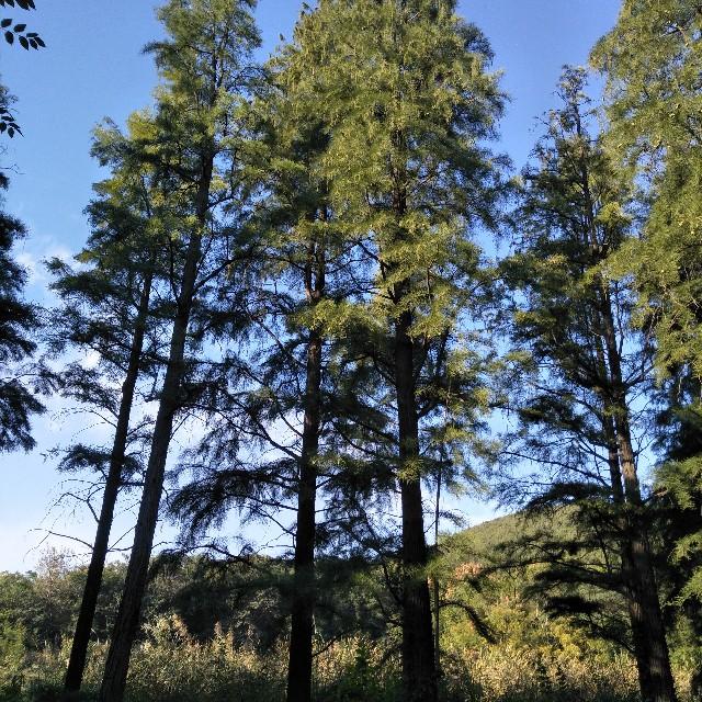 我爱吟诵听书网