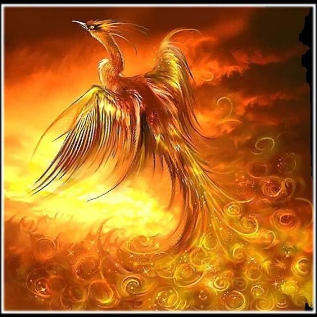 穿越之浴火凤凰