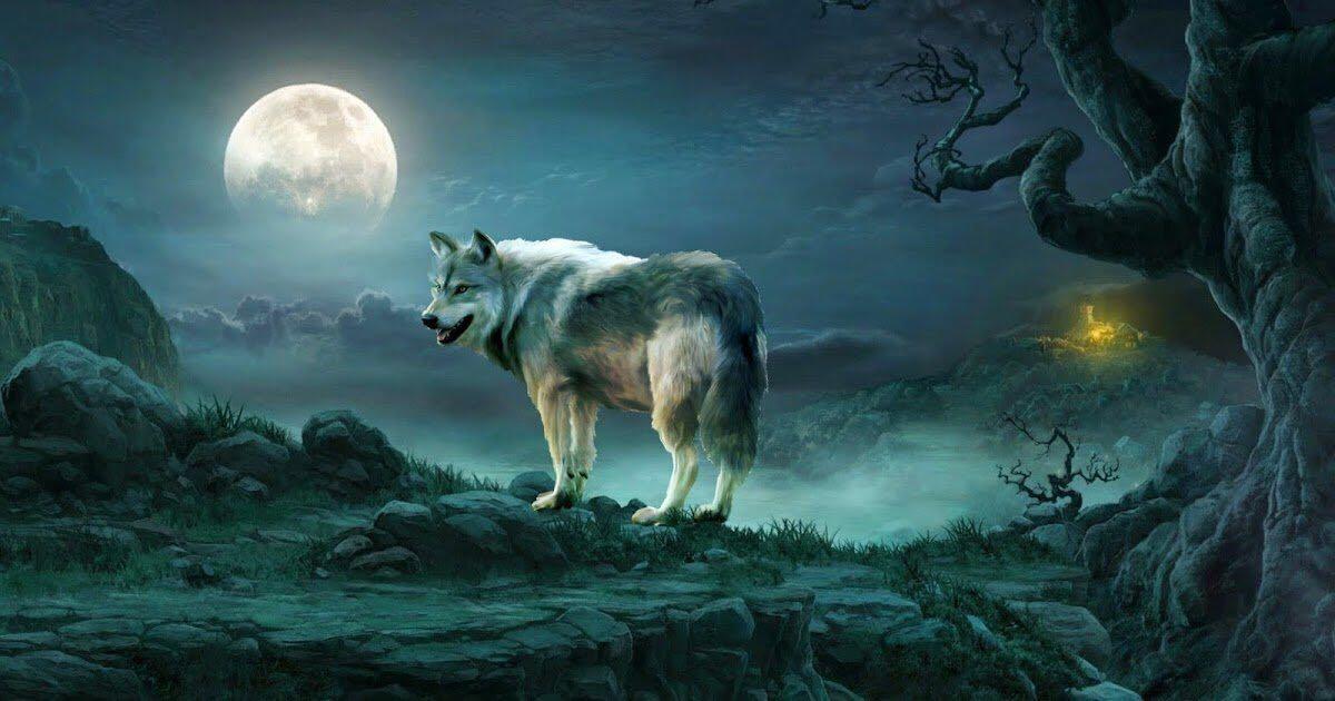 嗥夜狼与人的斗争